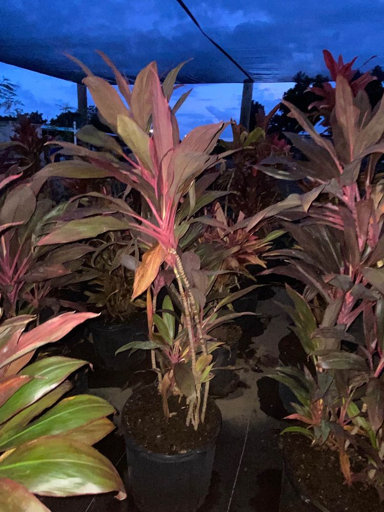 cordyline-fruticosa-red-sister-ti-plant-cordyline-terminalis-dracaena-terminalis