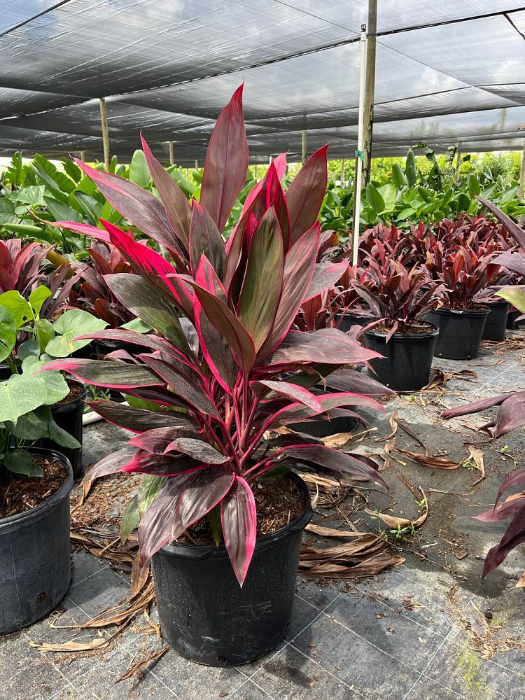 cordyline-fruticosa-red-sister-ti-plant-cordyline-terminalis-dracaena-terminalis