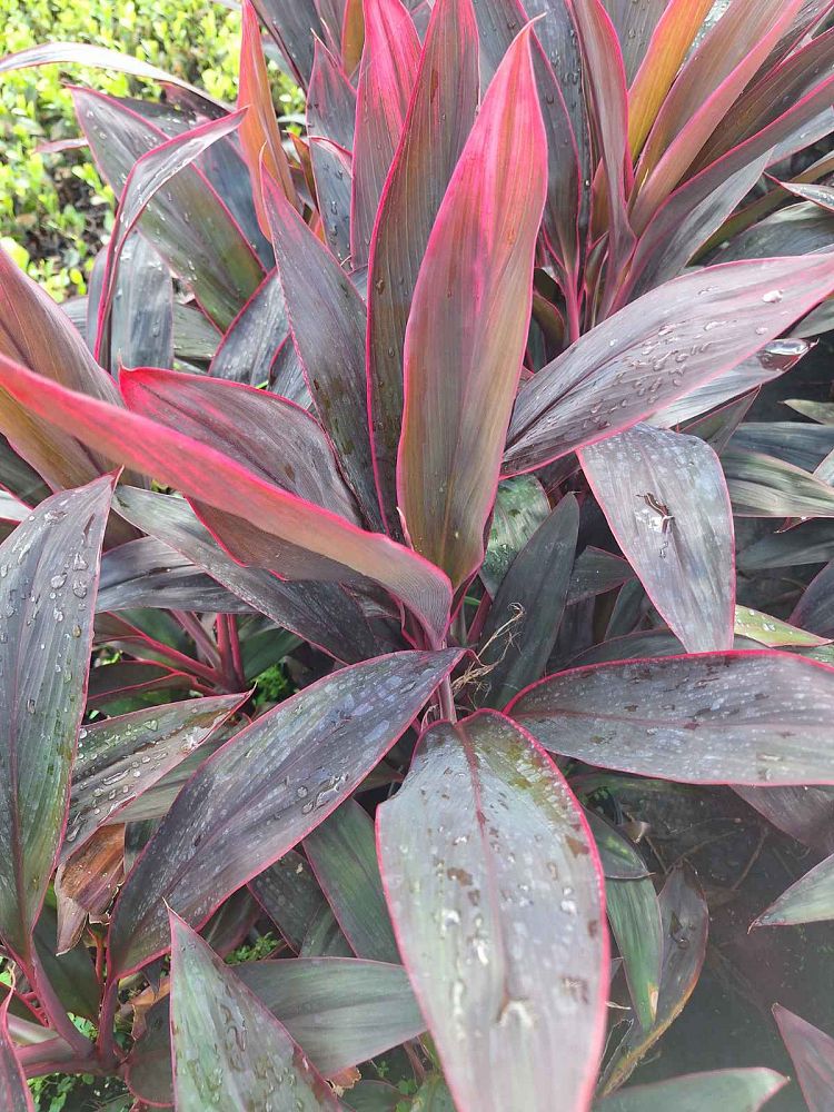 cordyline-fruticosa-red-sister-ti-plant-cordyline-terminalis-dracaena-terminalis