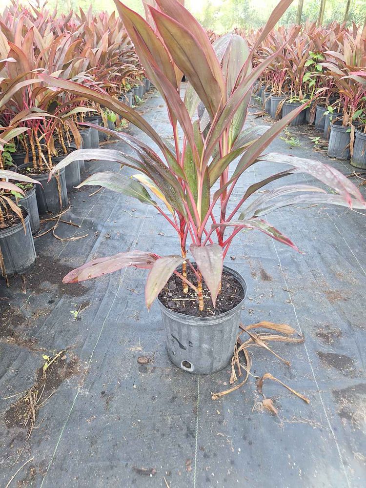 cordyline-fruticosa-red-sister-ti-plant-cordyline-terminalis-dracaena-terminalis
