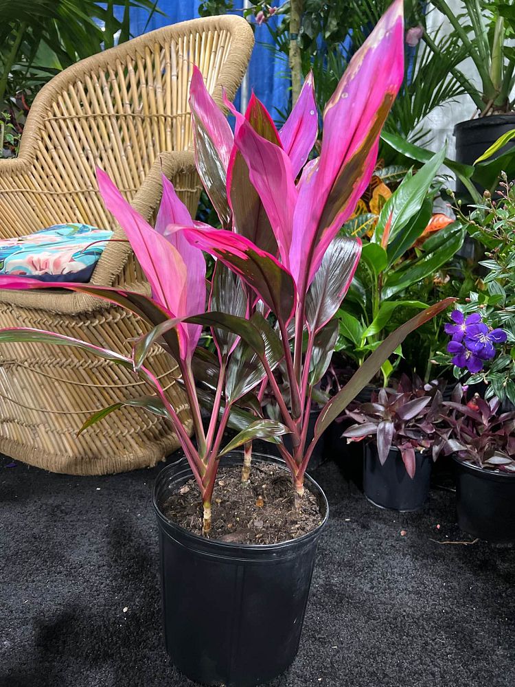 cordyline-fruticosa-red-sister-ti-plant-cordyline-terminalis-dracaena-terminalis