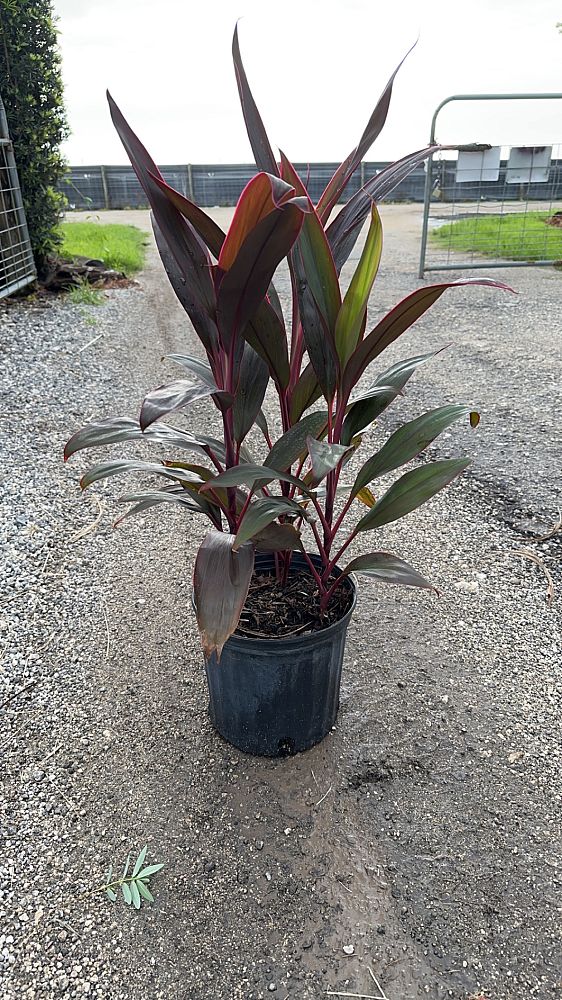 cordyline-fruticosa-red-sister-ti-plant-cordyline-terminalis-dracaena-terminalis