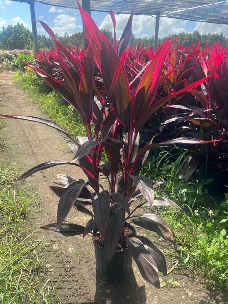 cordyline-fruticosa-red-sister-ti-plant-cordyline-terminalis-dracaena-terminalis