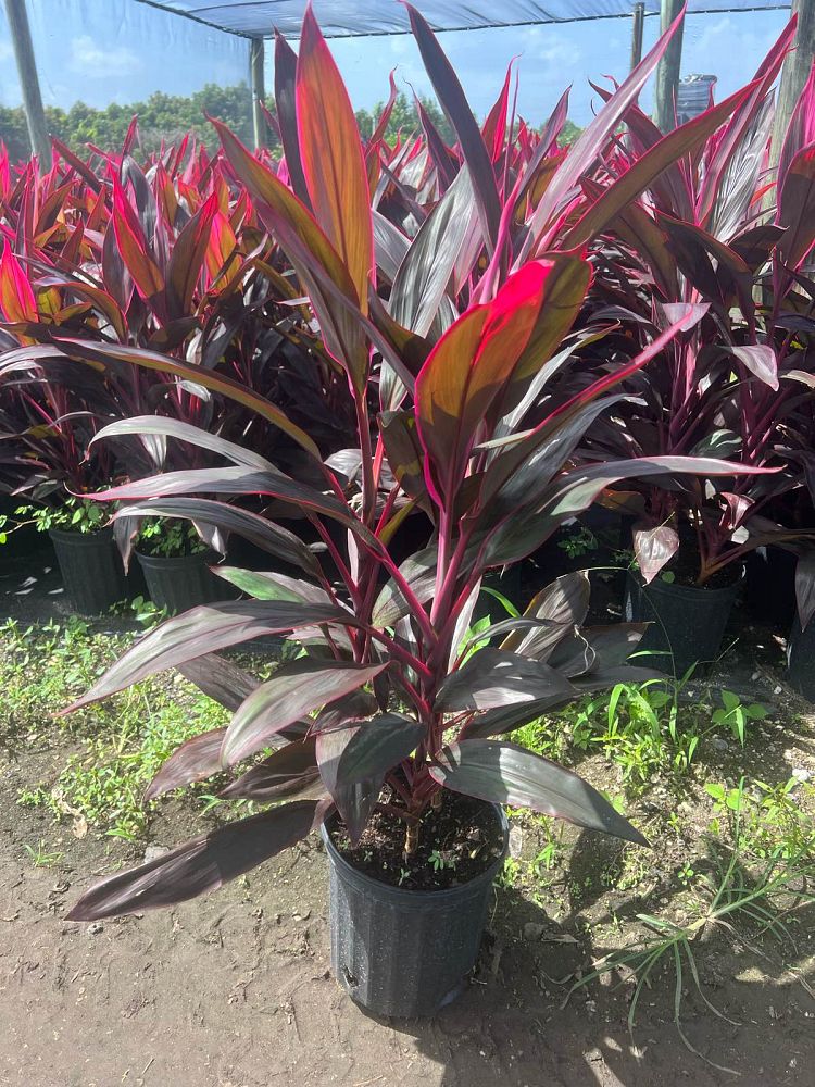 cordyline-fruticosa-red-sister-ti-plant-cordyline-terminalis-dracaena-terminalis