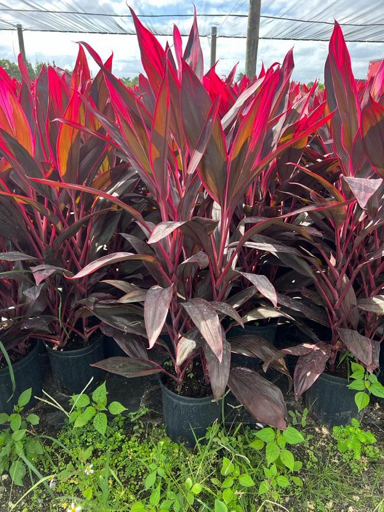 cordyline-fruticosa-red-sister-ti-plant-cordyline-terminalis-dracaena-terminalis