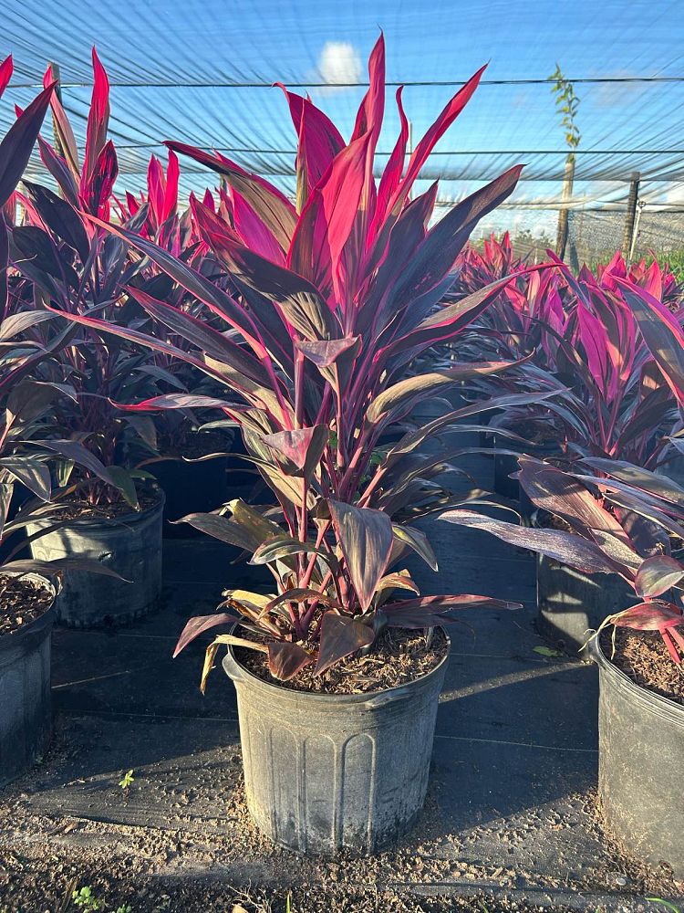 cordyline-fruticosa-red-sister-ti-plant-cordyline-terminalis-dracaena-terminalis