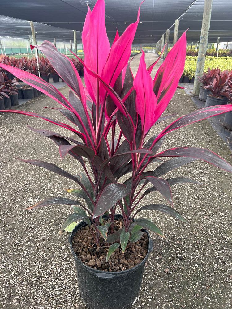 cordyline-fruticosa-red-sister-ti-plant-cordyline-terminalis-dracaena-terminalis