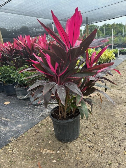 cordyline-fruticosa-red-sister-ti-plant-cordyline-terminalis-dracaena-terminalis