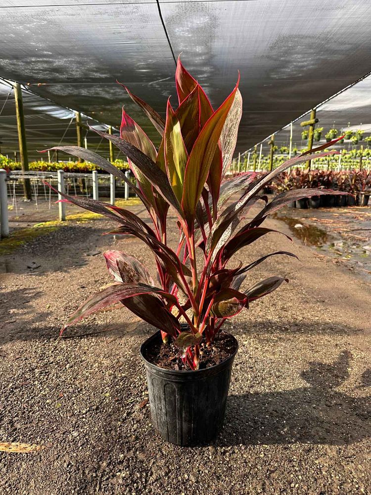 cordyline-fruticosa-red-sister-ti-plant-cordyline-terminalis-dracaena-terminalis