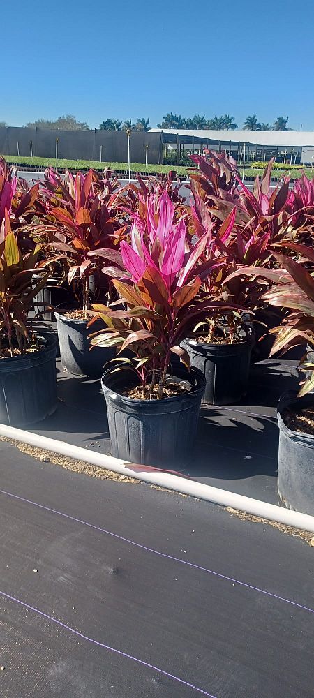 cordyline-fruticosa-red-sister-ti-plant-cordyline-terminalis-dracaena-terminalis