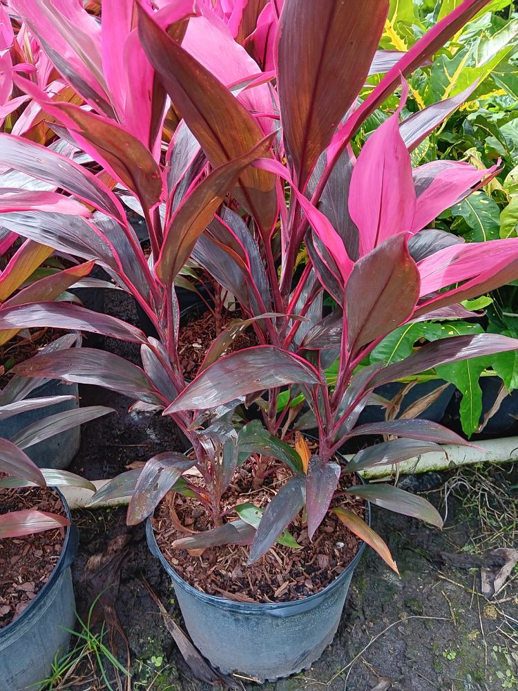 cordyline-fruticosa-red-sister-ti-plant-cordyline-terminalis-dracaena-terminalis