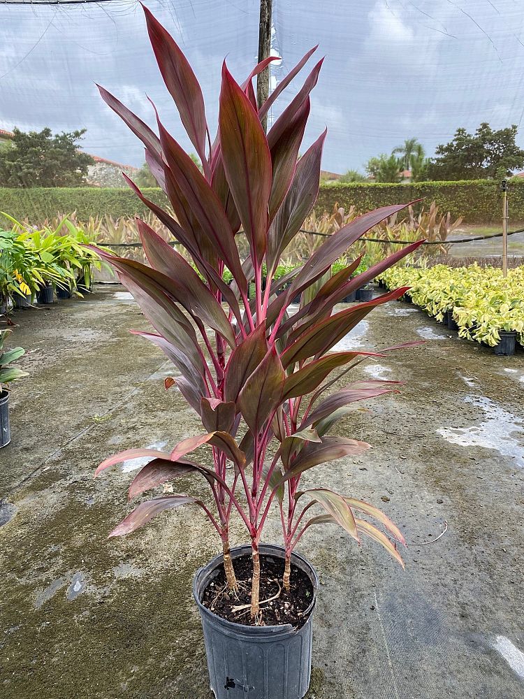 cordyline-fruticosa-red-sister-ti-plant-cordyline-terminalis-dracaena-terminalis