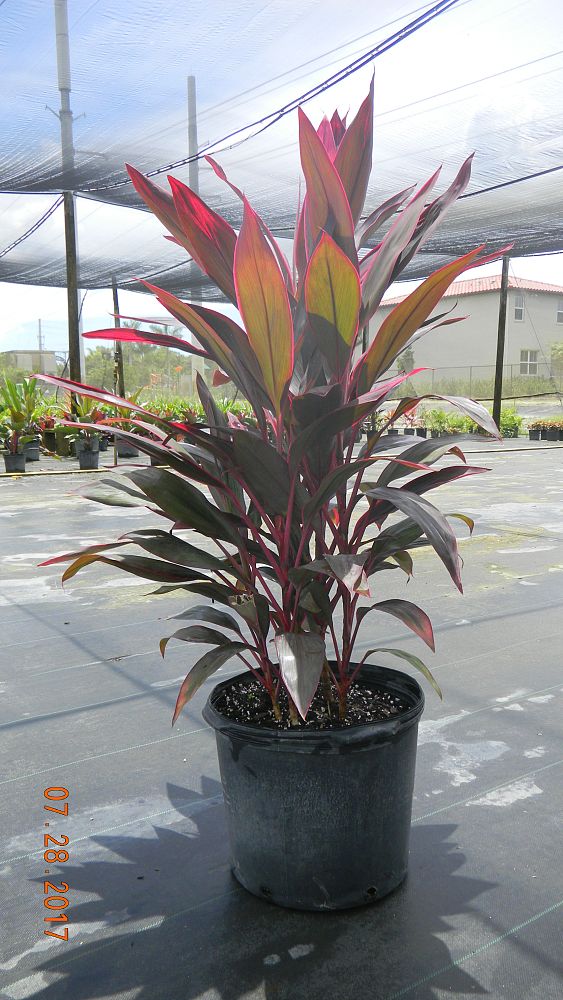 cordyline-fruticosa-red-sister-ti-plant-cordyline-terminalis-dracaena-terminalis