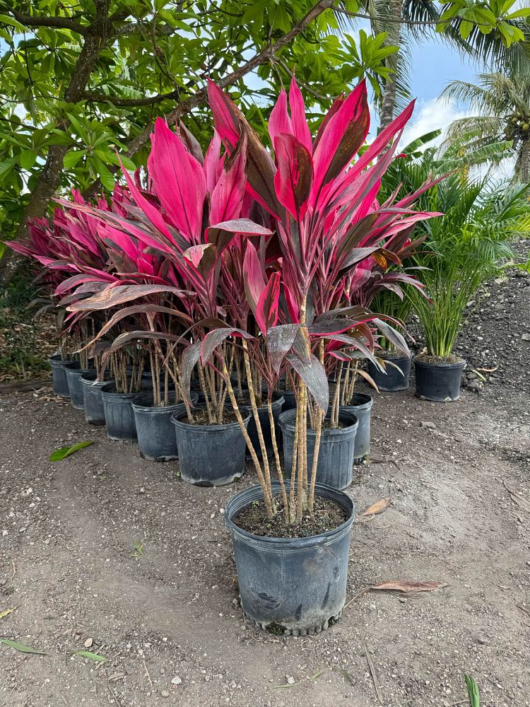 cordyline-fruticosa-red-sister-ti-plant-cordyline-terminalis-dracaena-terminalis