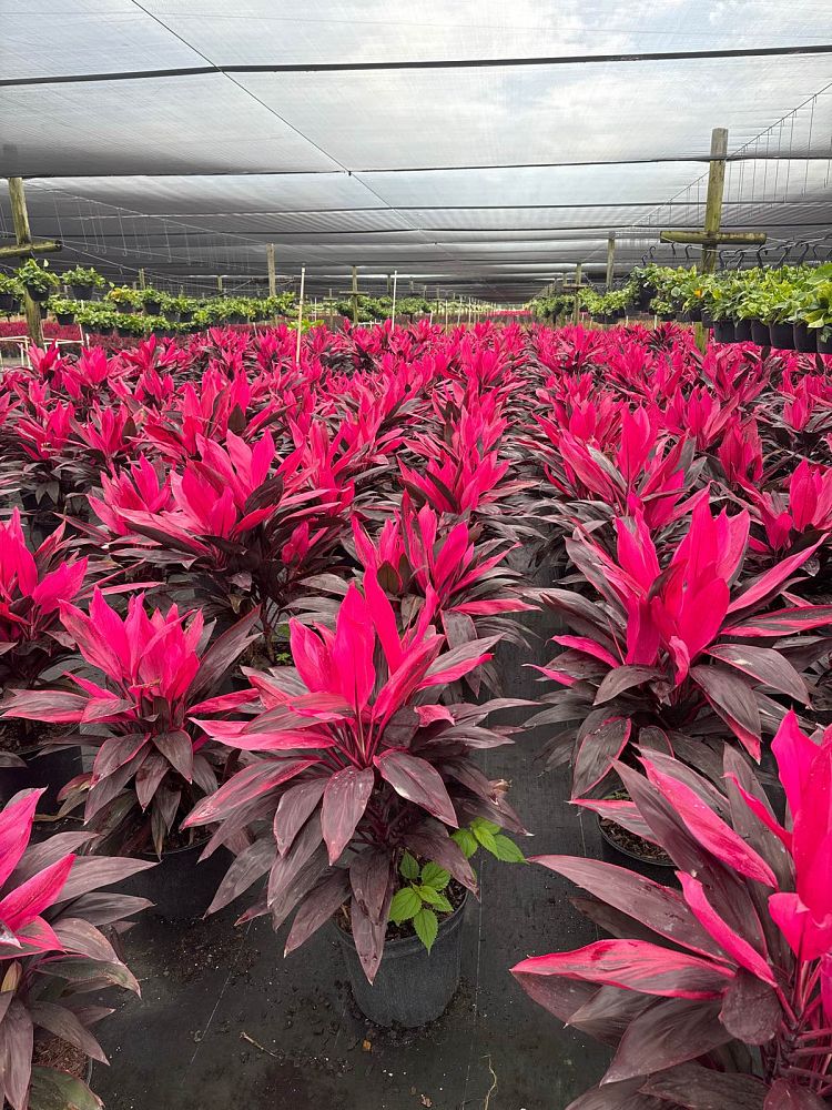 cordyline-fruticosa-red-sister-ti-plant-cordyline-terminalis-dracaena-terminalis