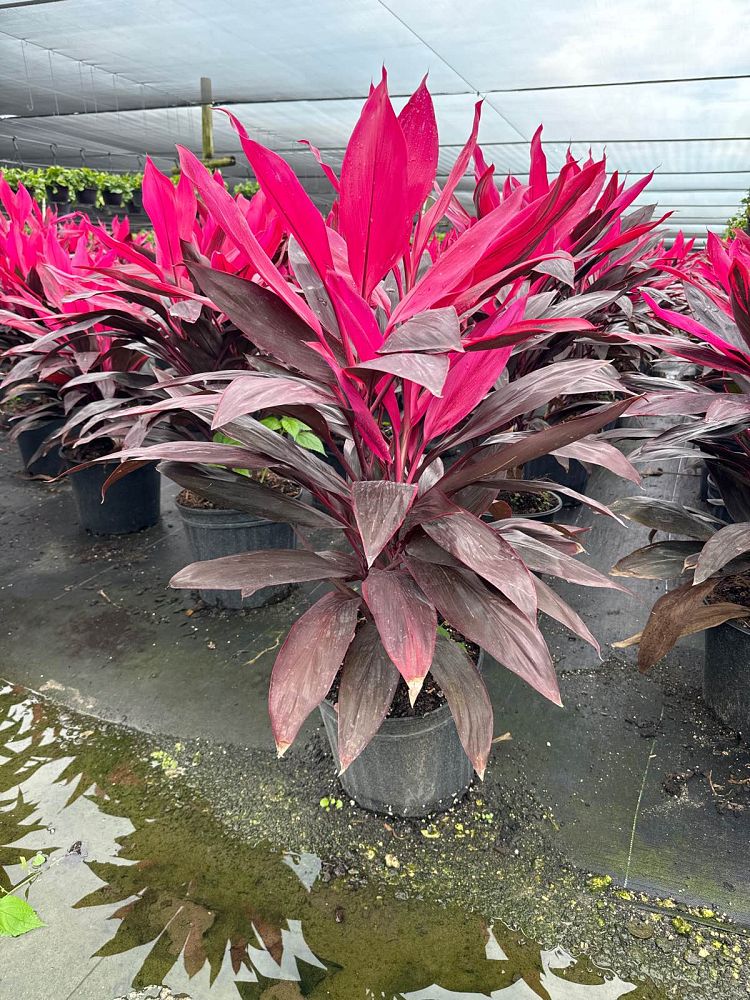 cordyline-fruticosa-red-sister-ti-plant-cordyline-terminalis-dracaena-terminalis