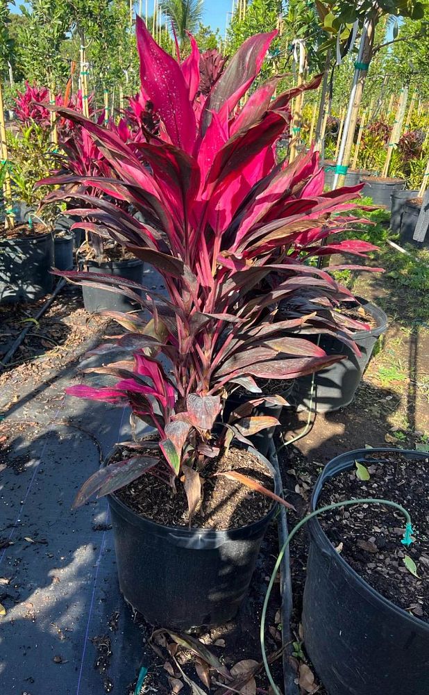 cordyline-fruticosa-red-sister-ti-plant-cordyline-terminalis-dracaena-terminalis