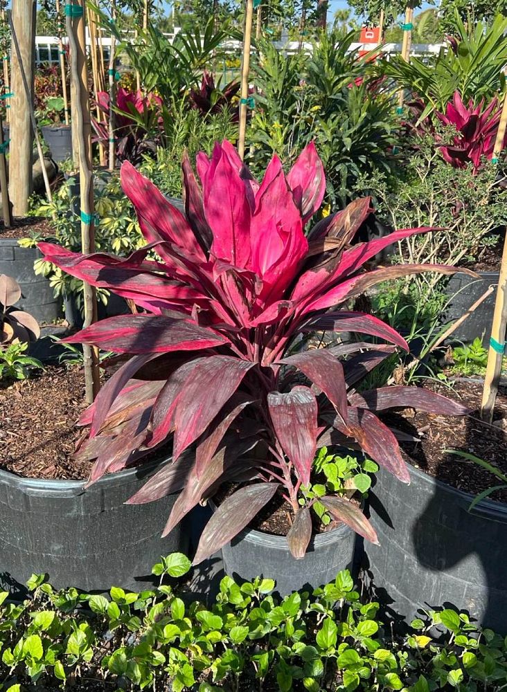 cordyline-fruticosa-red-sister-ti-plant-cordyline-terminalis-dracaena-terminalis