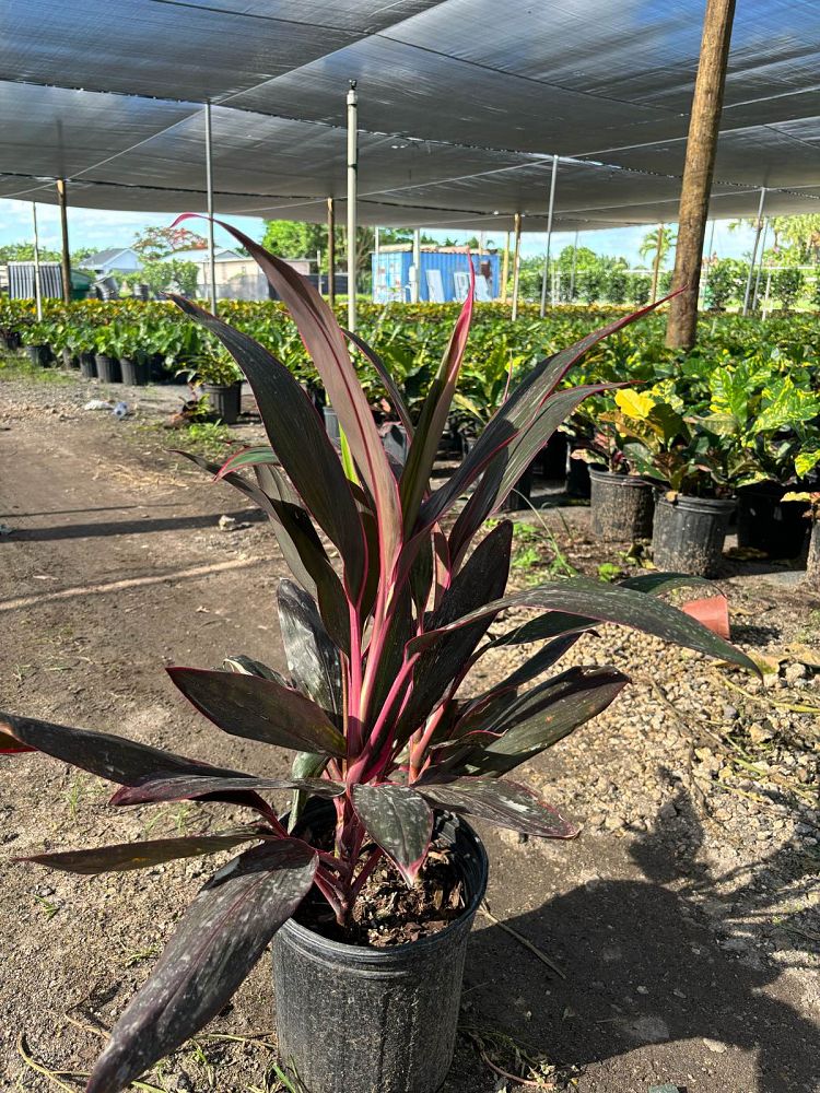 cordyline-fruticosa-red-sister-ti-plant-cordyline-terminalis-dracaena-terminalis