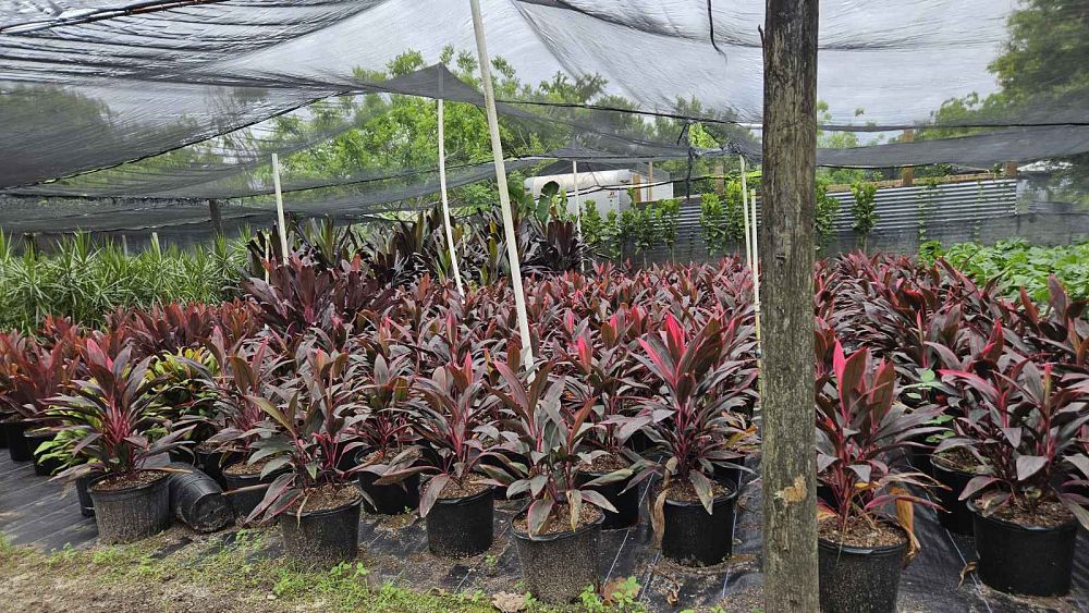 cordyline-fruticosa-red-sister-ti-plant-cordyline-terminalis-dracaena-terminalis