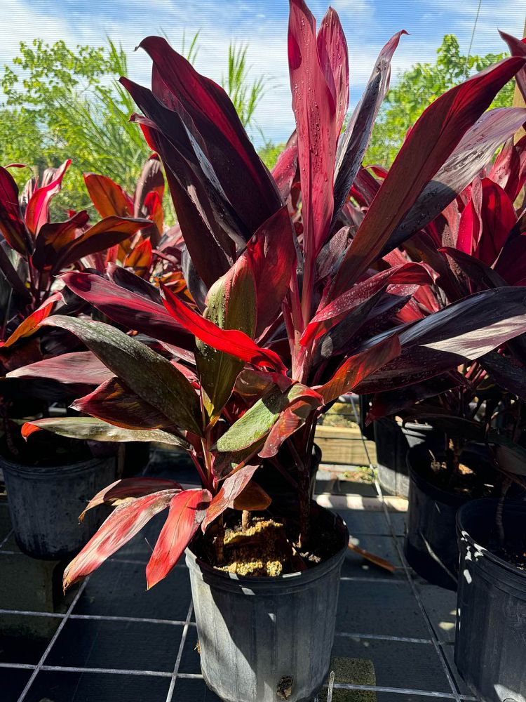 cordyline-fruticosa-red-sister-ti-plant-cordyline-terminalis-dracaena-terminalis