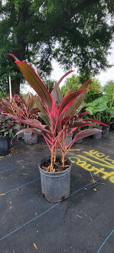 cordyline-fruticosa-red-sister-ti-plant-cordyline-terminalis-dracaena-terminalis