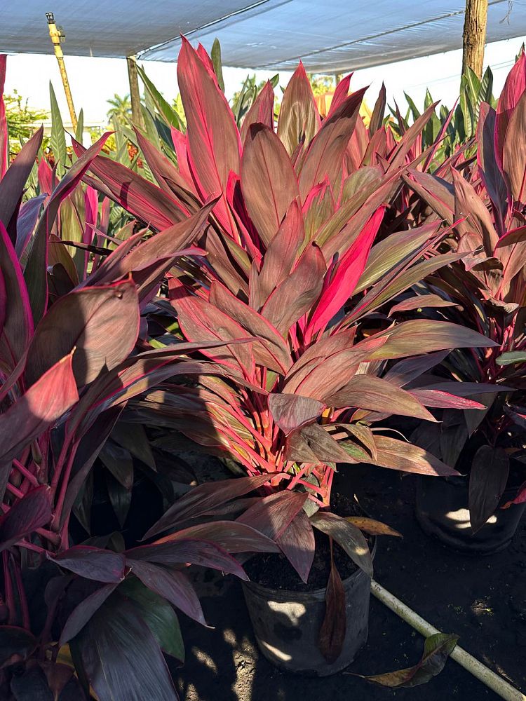 cordyline-fruticosa-red-sister-ti-plant-cordyline-terminalis-dracaena-terminalis
