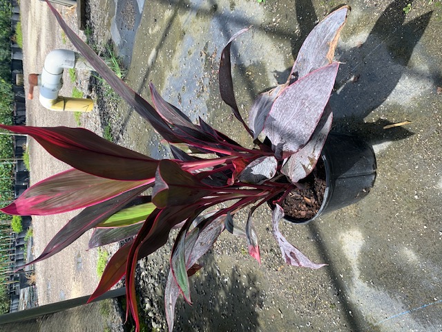cordyline-fruticosa-red-sister-ti-plant-cordyline-terminalis-dracaena-terminalis