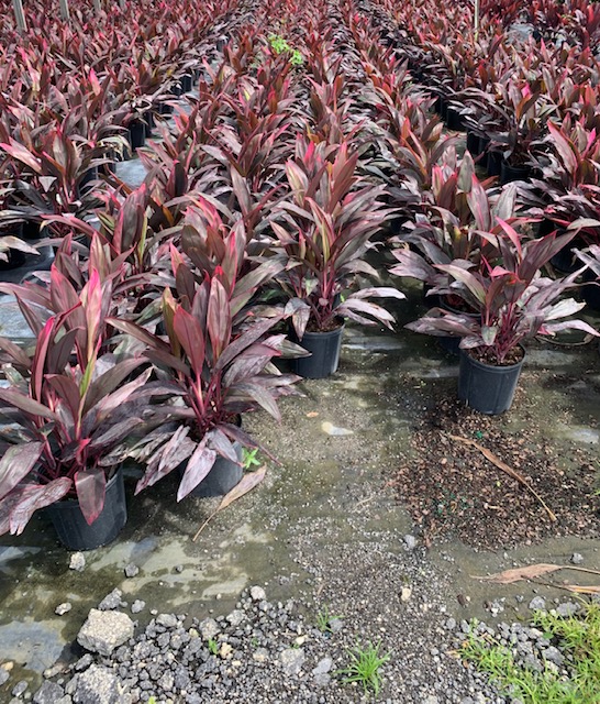 cordyline-fruticosa-red-sister-ti-plant-cordyline-terminalis-dracaena-terminalis
