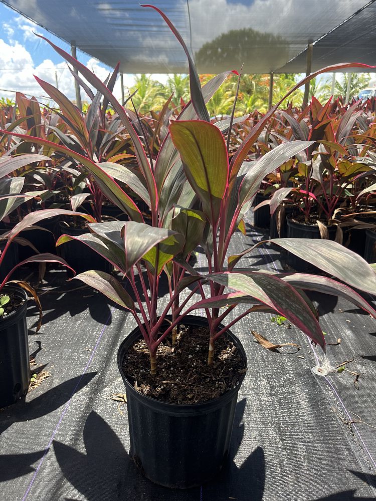 cordyline-fruticosa-red-sister-ti-plant-cordyline-terminalis-dracaena-terminalis