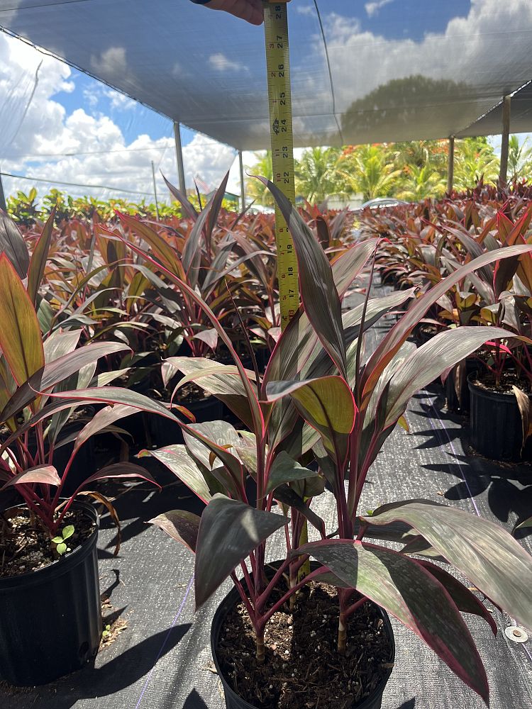 cordyline-fruticosa-red-sister-ti-plant-cordyline-terminalis-dracaena-terminalis