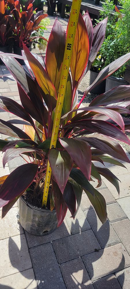 cordyline-fruticosa-red-sister-ti-plant-cordyline-terminalis-dracaena-terminalis