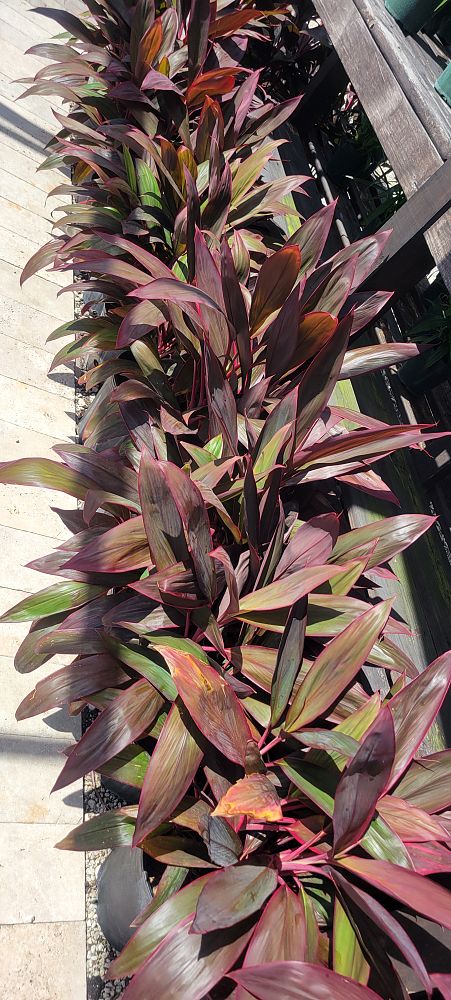 cordyline-fruticosa-red-sister-ti-plant-cordyline-terminalis-dracaena-terminalis