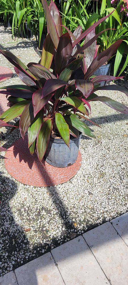 cordyline-fruticosa-red-sister-ti-plant-cordyline-terminalis-dracaena-terminalis