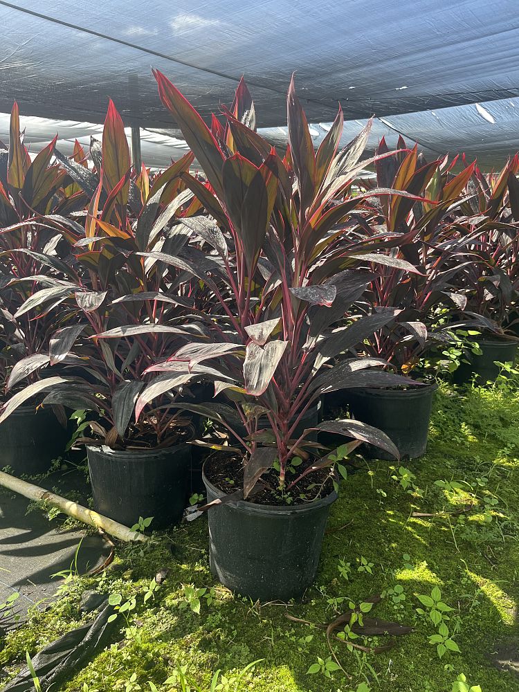 cordyline-fruticosa-red-sister-ti-plant-cordyline-terminalis-dracaena-terminalis
