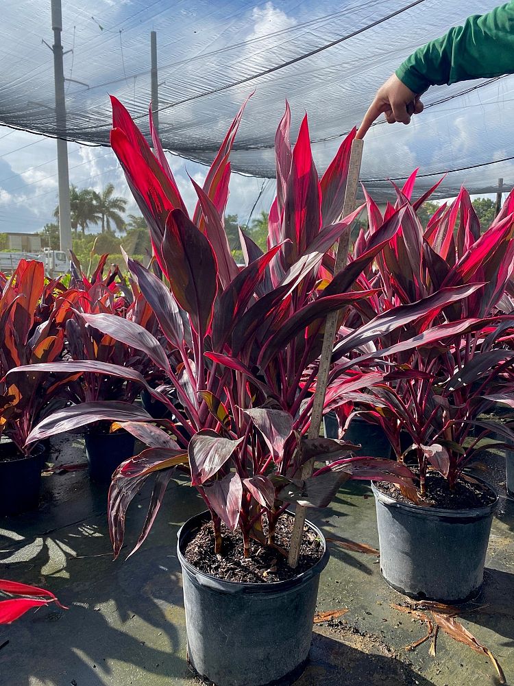 cordyline-fruticosa-red-sister-ti-plant-cordyline-terminalis-dracaena-terminalis