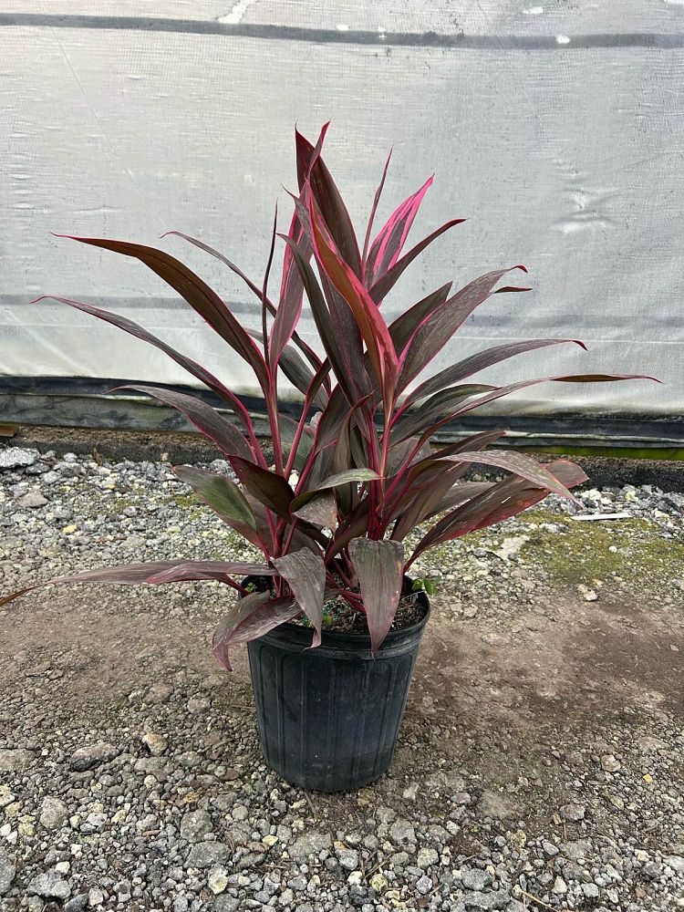 cordyline-fruticosa-red-sister-ti-plant-cordyline-terminalis-dracaena-terminalis