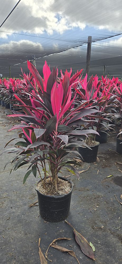 cordyline-fruticosa-red-sister-ti-plant-cordyline-terminalis-dracaena-terminalis