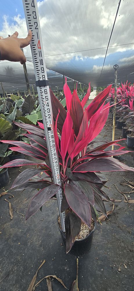 cordyline-fruticosa-red-sister-ti-plant-cordyline-terminalis-dracaena-terminalis