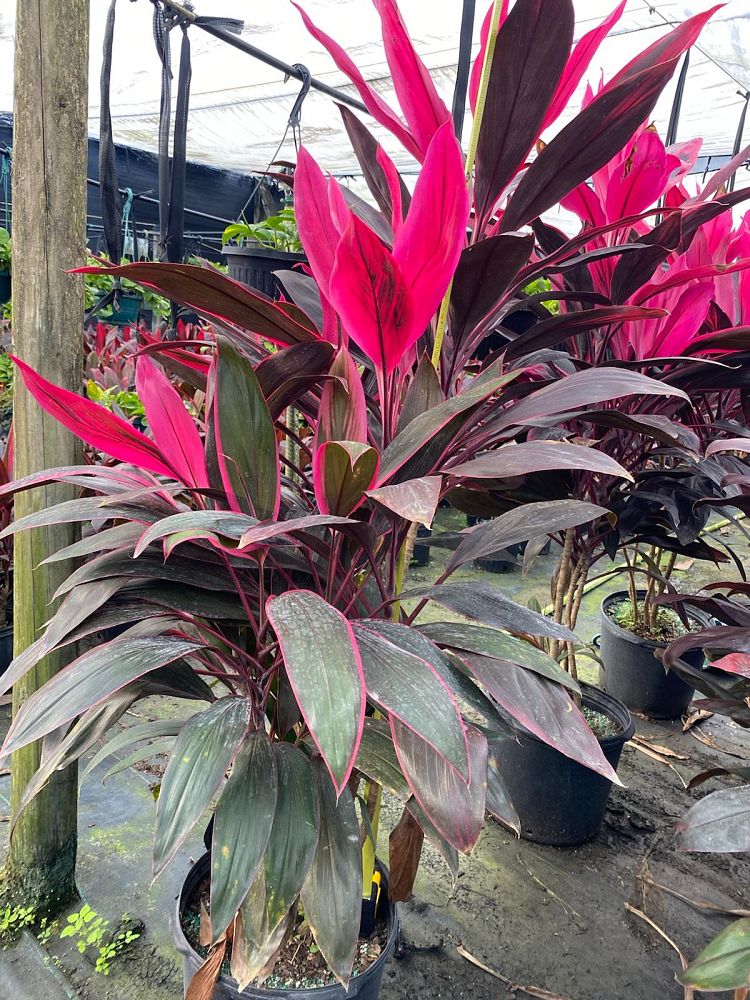 cordyline-fruticosa-red-sister-ti-plant-cordyline-terminalis-dracaena-terminalis