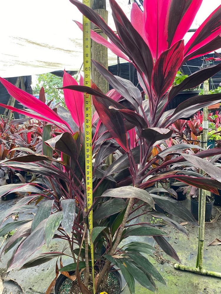 cordyline-fruticosa-red-sister-ti-plant-cordyline-terminalis-dracaena-terminalis