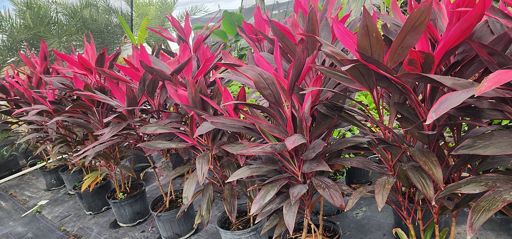 cordyline-fruticosa-red-sister-ti-plant-cordyline-terminalis-dracaena-terminalis