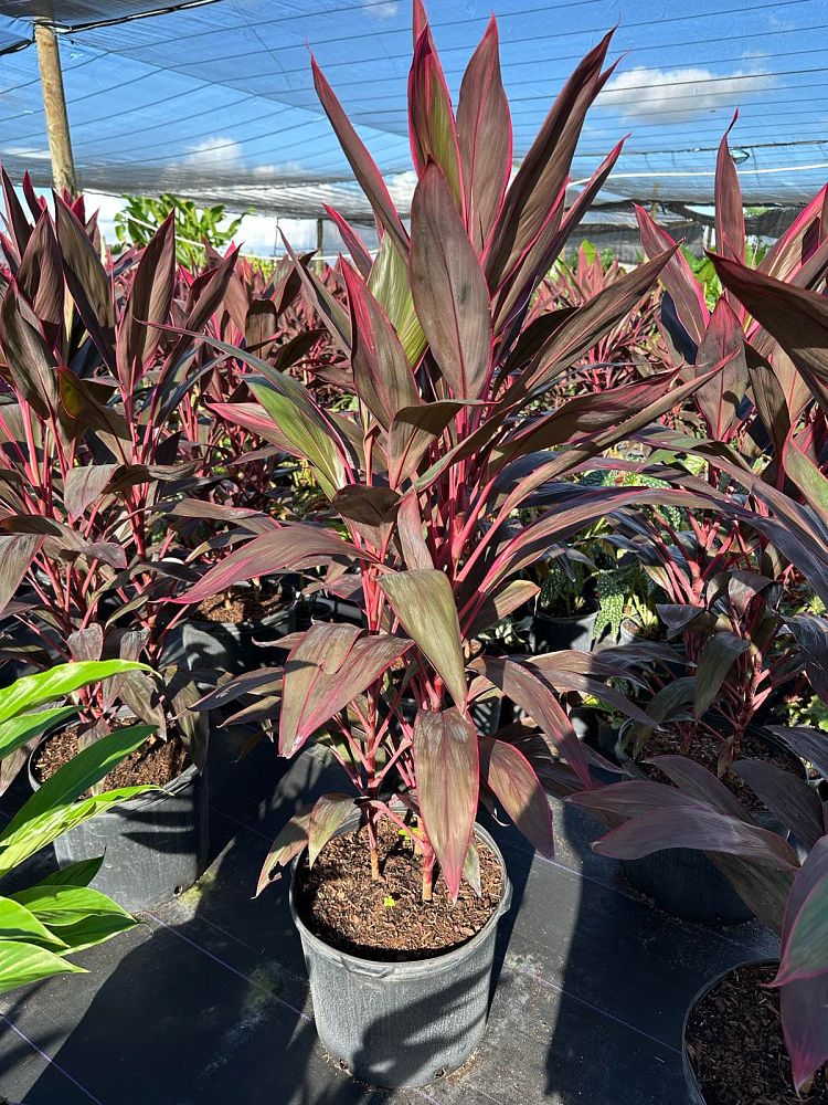 cordyline-fruticosa-red-sister-ti-plant-cordyline-terminalis-dracaena-terminalis