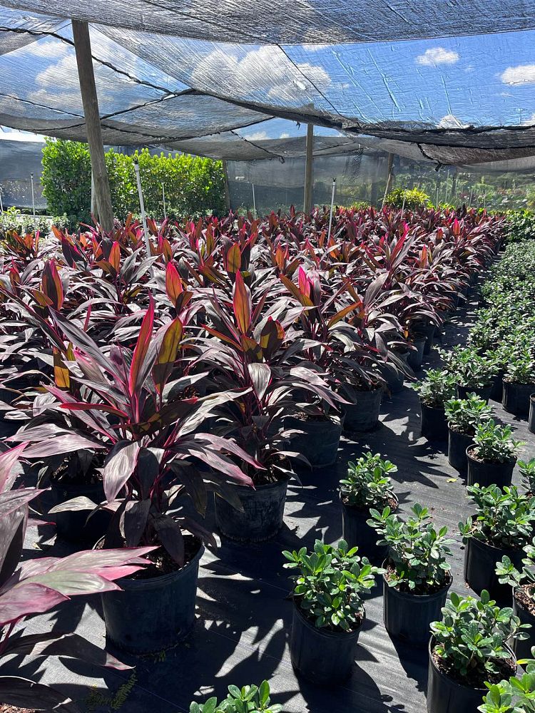 cordyline-fruticosa-red-sister-ti-plant-cordyline-terminalis-dracaena-terminalis