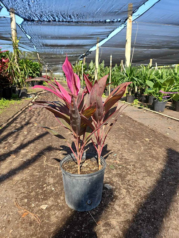 cordyline-fruticosa-red-sister-ti-plant-cordyline-terminalis-dracaena-terminalis