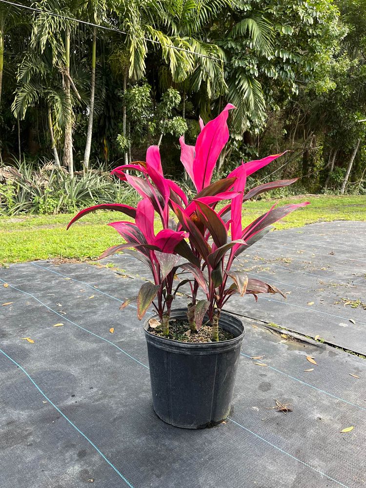 cordyline-fruticosa-red-sister-ti-plant-cordyline-terminalis-dracaena-terminalis