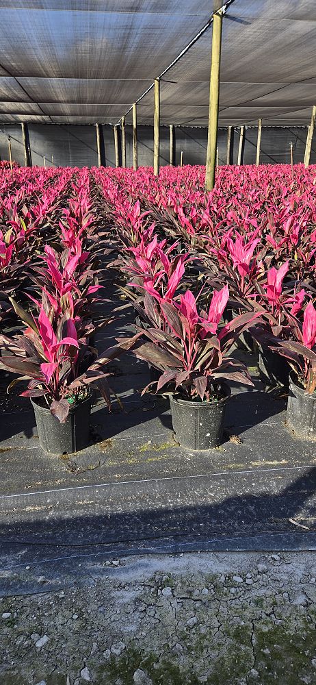 cordyline-fruticosa-red-sister-ti-plant-cordyline-terminalis-dracaena-terminalis