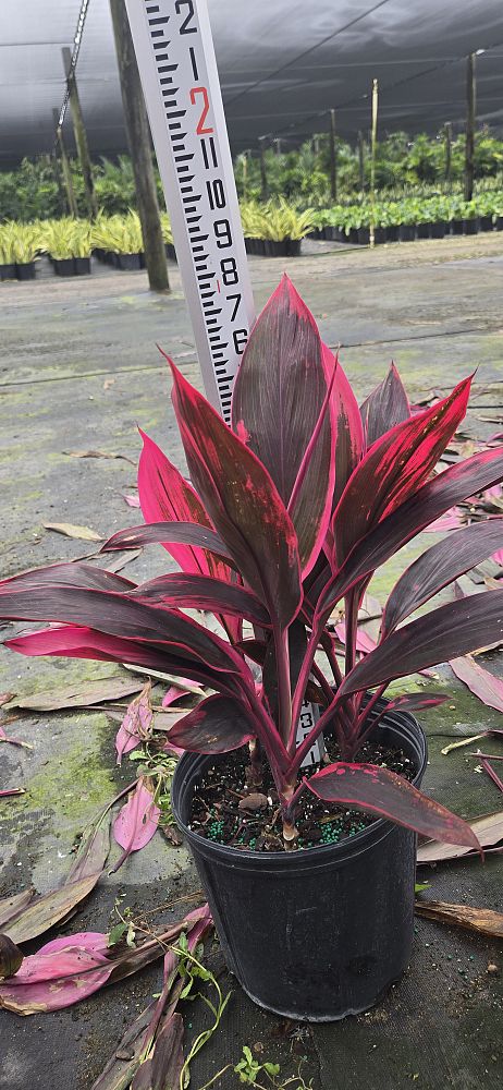 cordyline-fruticosa-red-sister-ti-plant-cordyline-terminalis-dracaena-terminalis