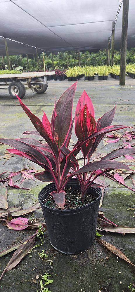 cordyline-fruticosa-red-sister-ti-plant-cordyline-terminalis-dracaena-terminalis