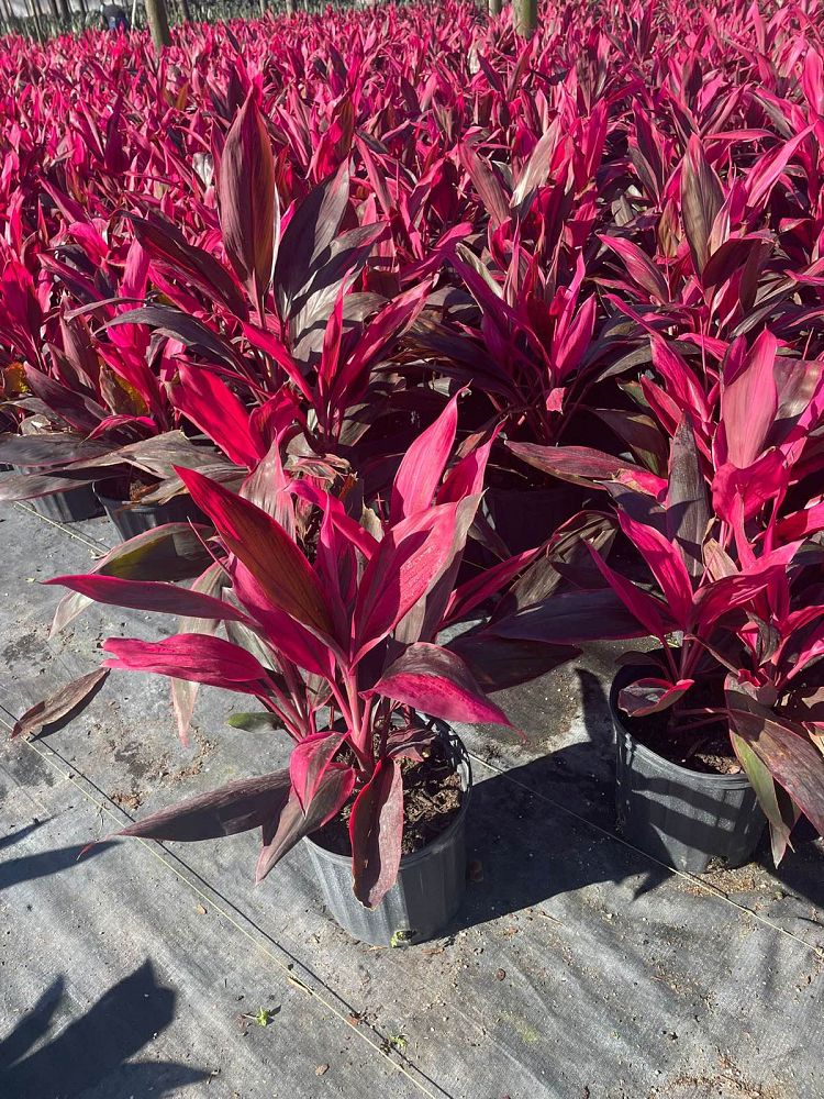 cordyline-fruticosa-red-sister-ti-plant-cordyline-terminalis-dracaena-terminalis